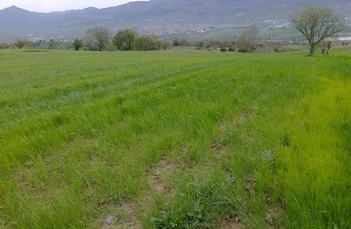 Şimdi tarla alma zamanı!